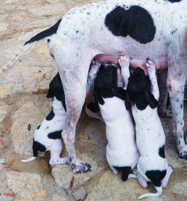 Des Rousses Des Balmes - un peu de lait entre deux gamelles