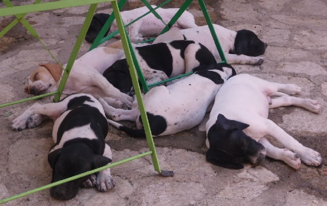 Des Rousses Des Balmes - il fait trop chaud pour s'amuser