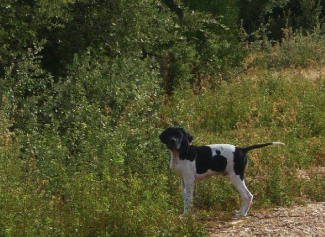 Des Rousses Des Balmes - première sortie sur le territoire de chasse