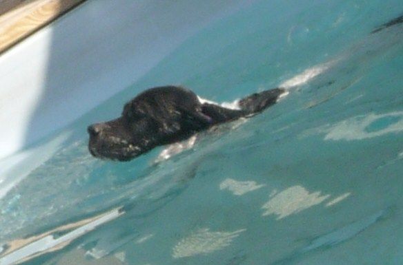 Des Rousses Des Balmes - première sortie à la piscine ( 8 semaines)