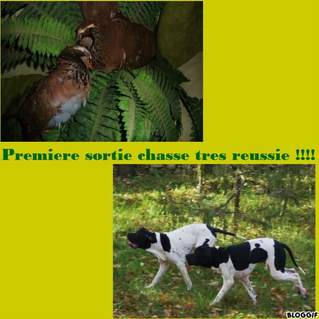 Des Rousses Des Balmes - Première sortie chasse pour les petits (5 mois)